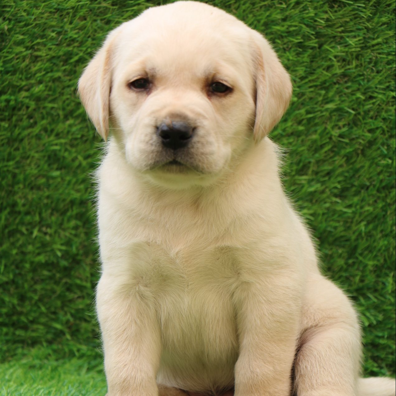 Labrador Retriever for Sale ,Puppy for 
