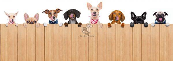 Dog Banner 2 Dav Pet Lovers   Dog Banner 2 600x214 