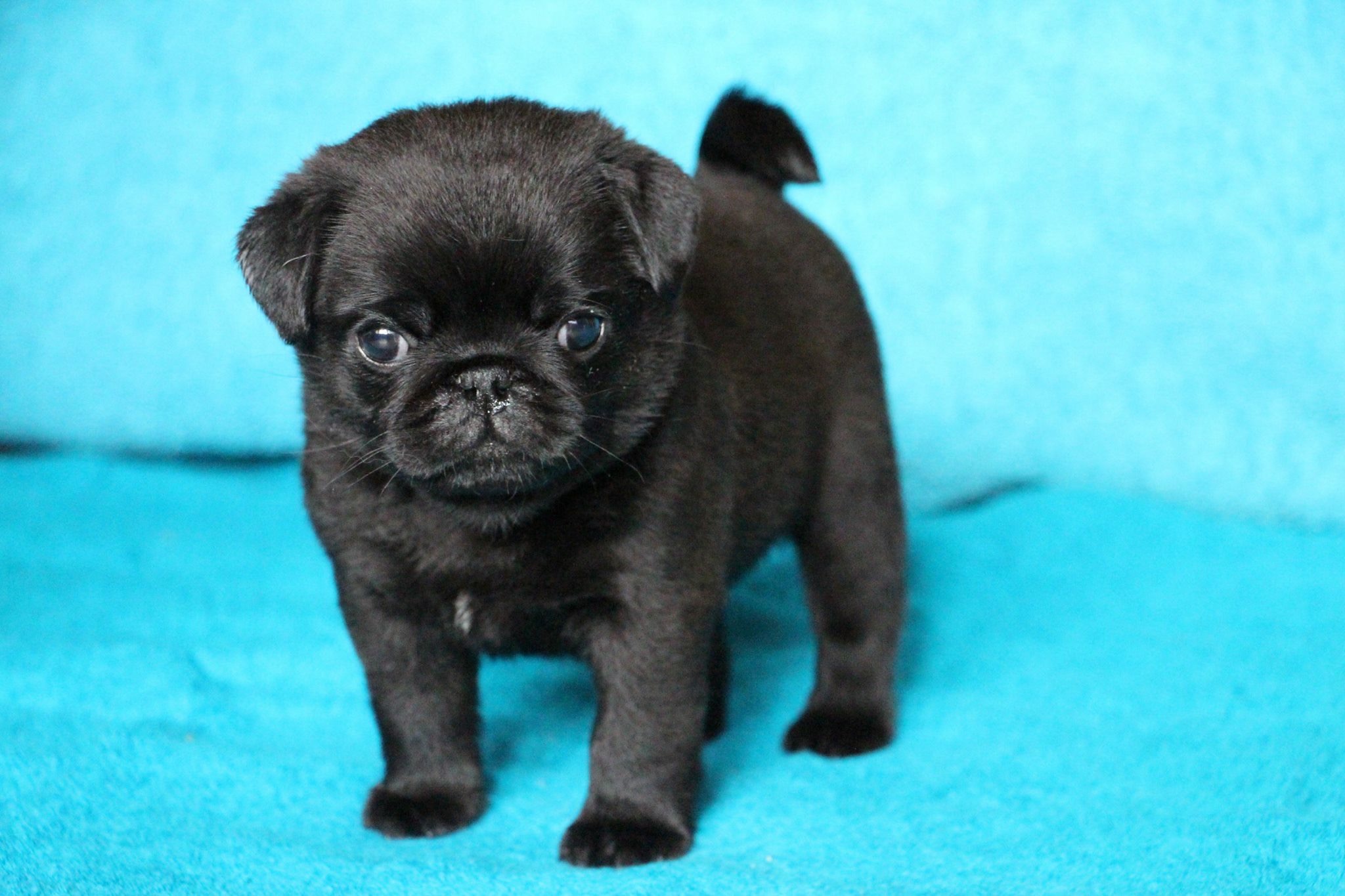 black female pug for sale