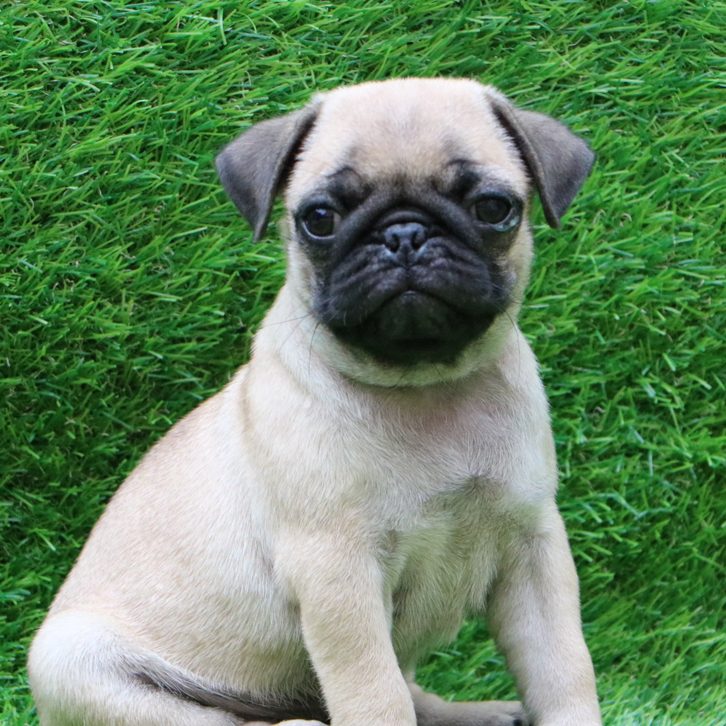 cheap pugs for sale
