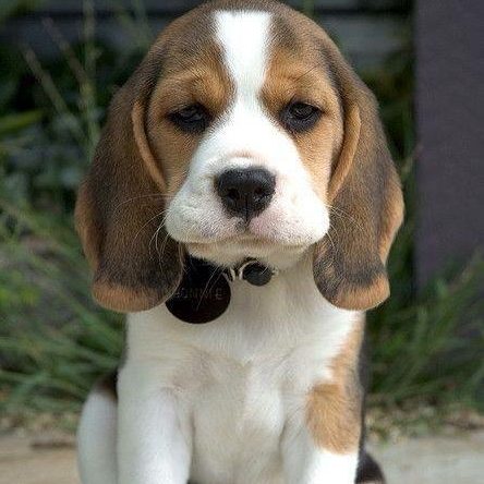 mini beagles for sale