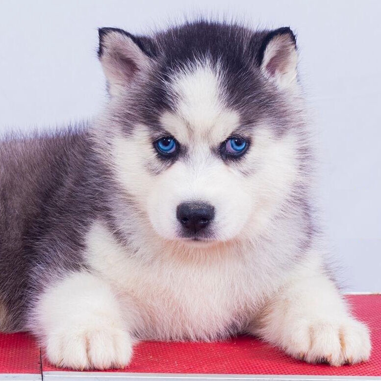 how much do white husky puppies cost