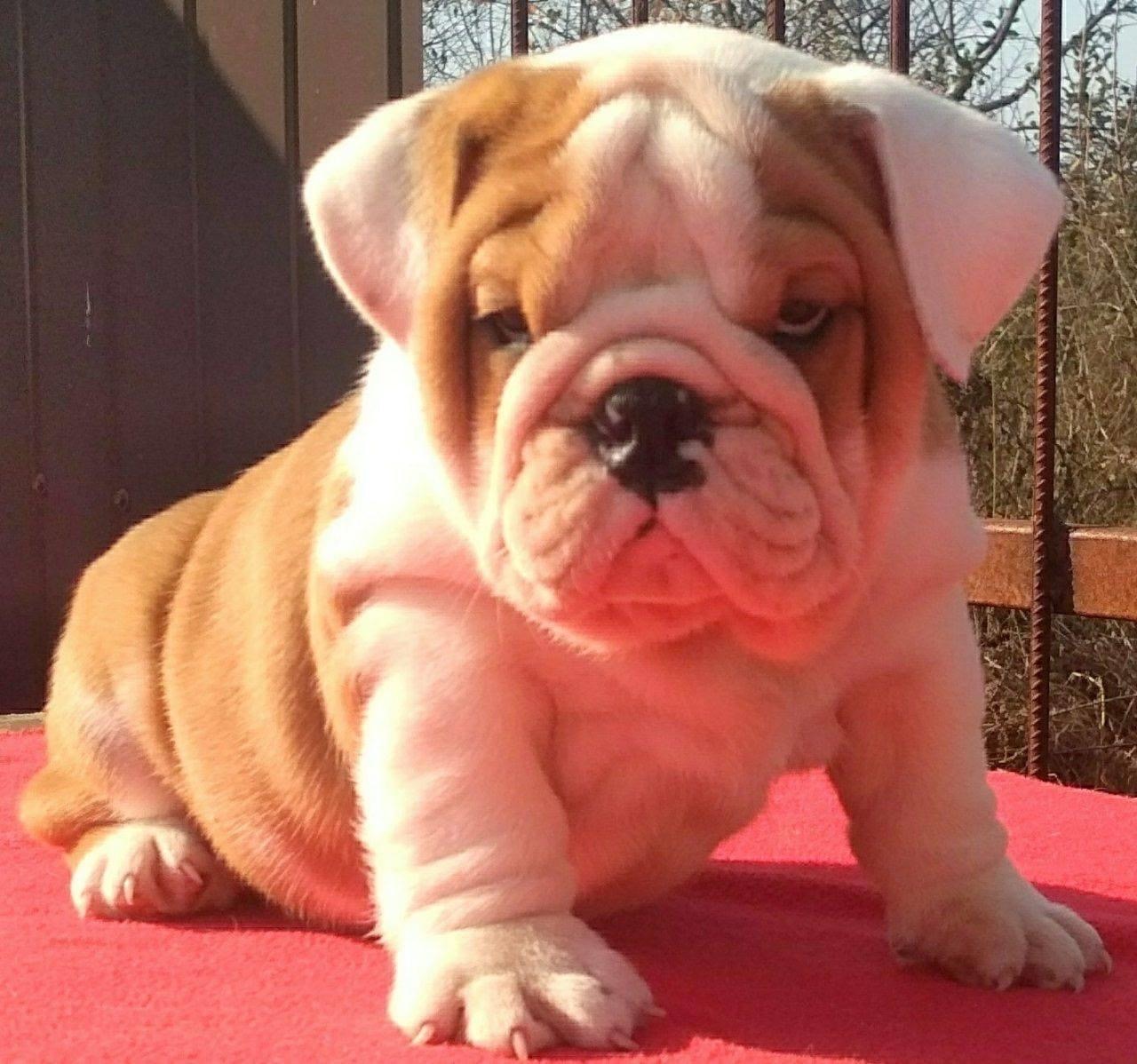 how much would a baby bulldog cost
