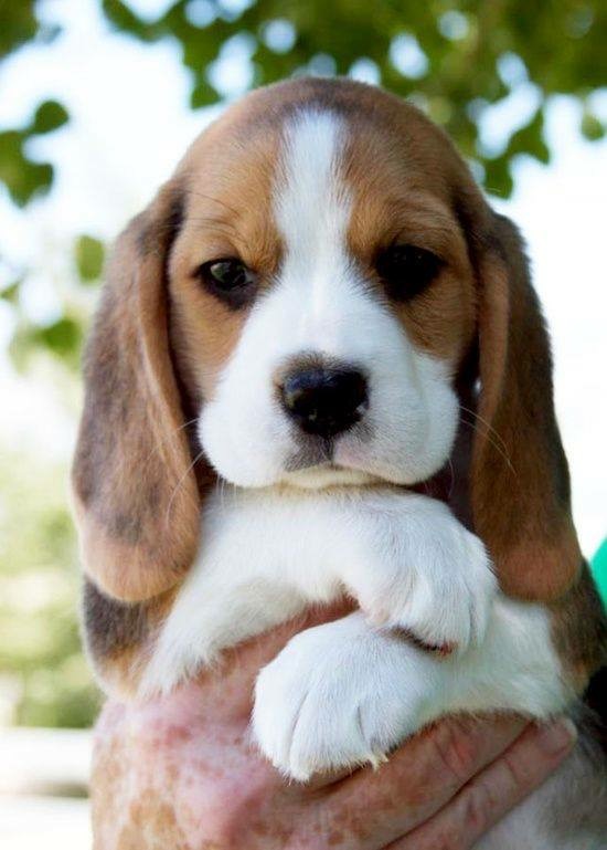beagle puppies for sale near me