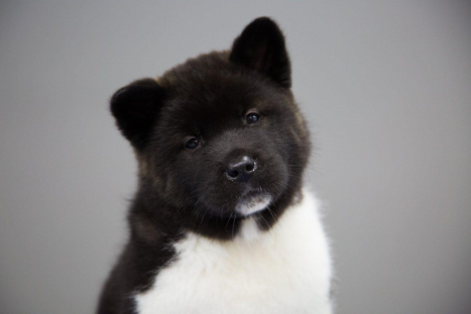 Akita Dog Breed Personality Traits and the Prices | Dav Pet Lovers