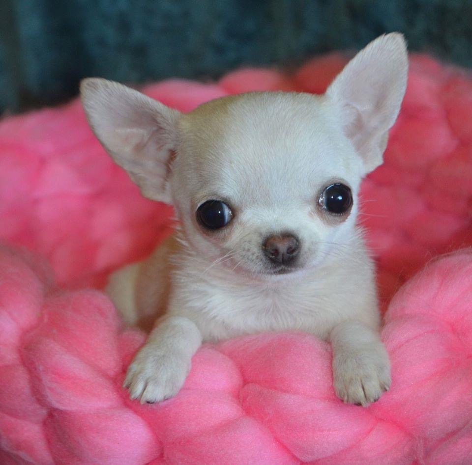 chihuahua for sale
