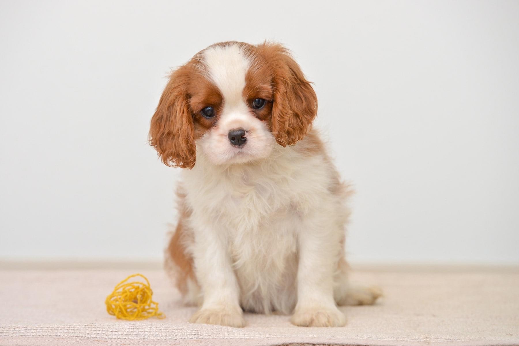 king charles cocker spaniel puppies for sale