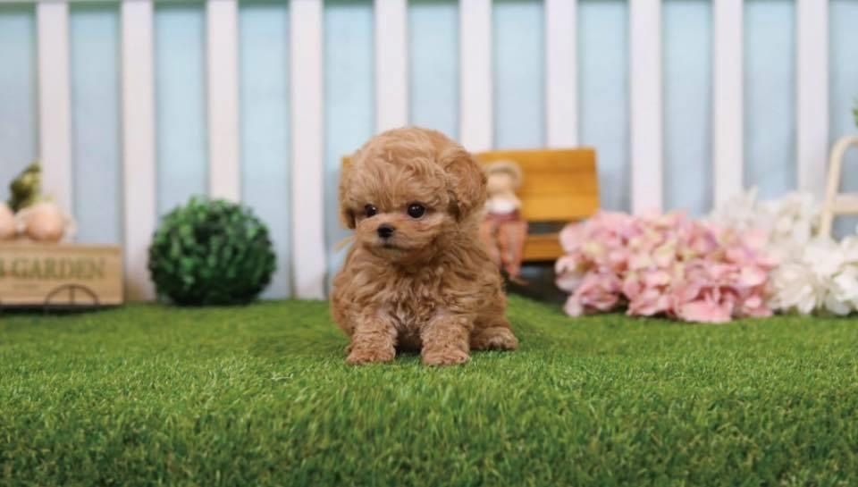 miniature poodle pups for sale