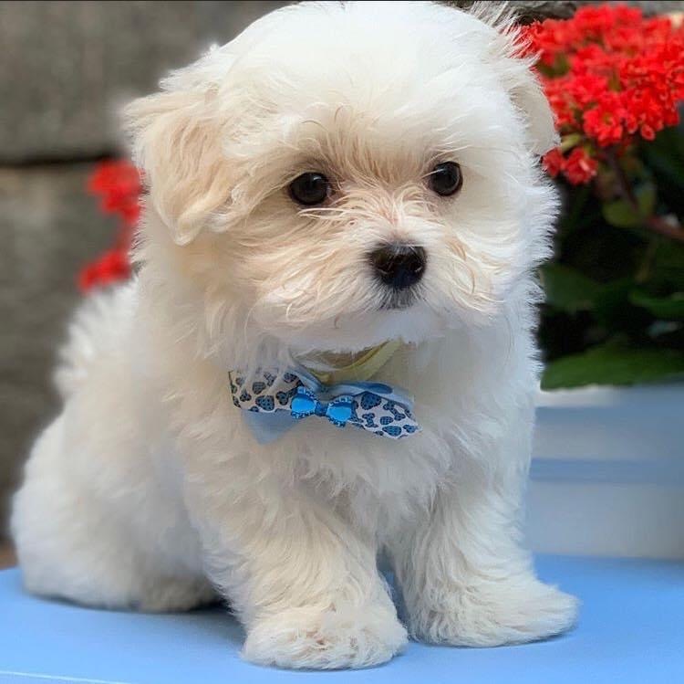 maltese dog for sale