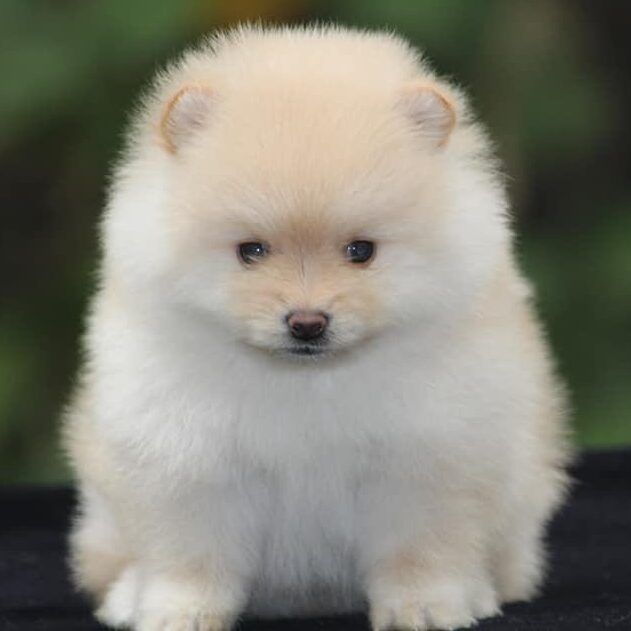 Toy Pom Puppy for Sale, Dog Store Near Me Delhi NCR at Best Price | Dav ...