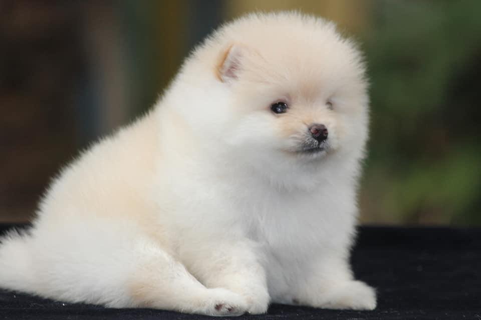 toy pom puppies for sale