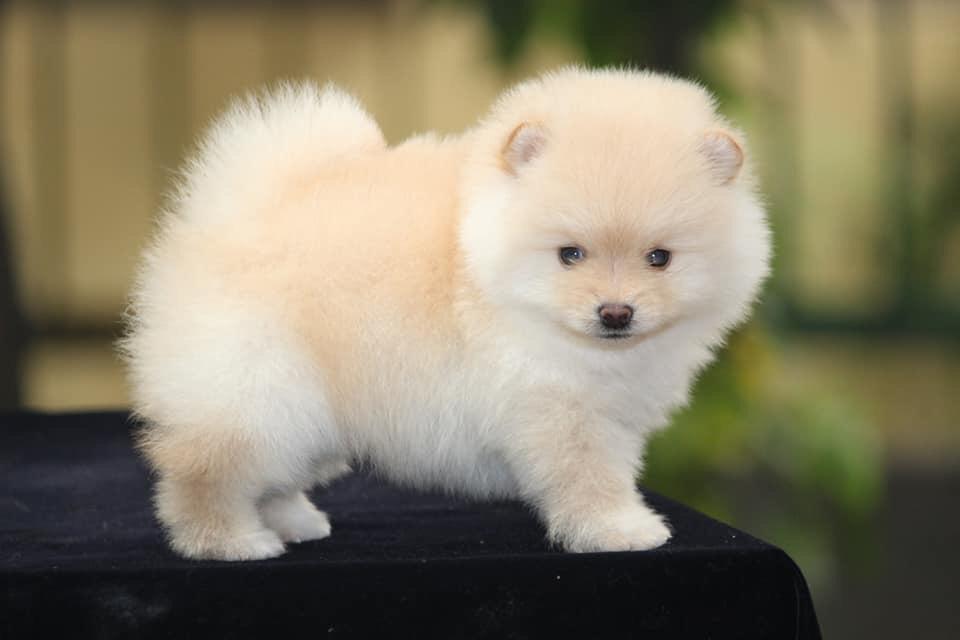 Toy Pom Puppy for Sale, Dog Store Near Me Delhi NCR at Best Price Dav