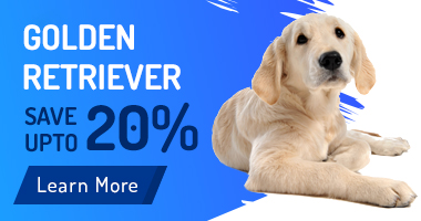 Best Pet & Puppy Shop in Delhi Ncr, Puppies for Sale - Dav Pet Lovers