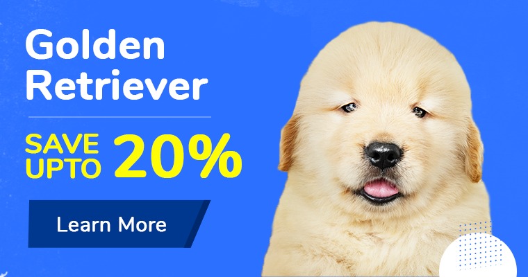 Best Pet & Puppy Shop in Delhi Ncr, Puppies for Sale - Dav Pet Lovers