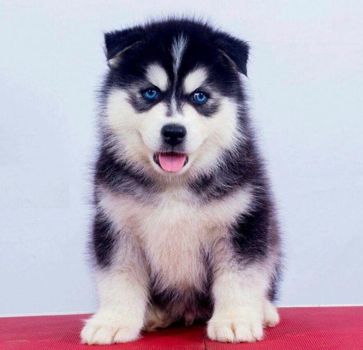 husky with blue eyes baby