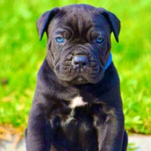 cane corso puppy for sale Archives - Dav Pet Lovers