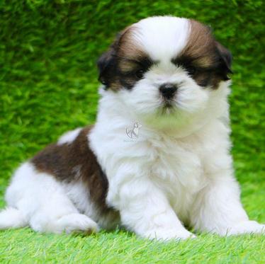 small dog breed puppies for sale