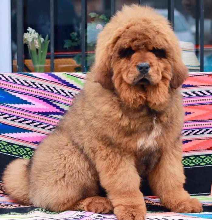 best large dog breeds for apartments
