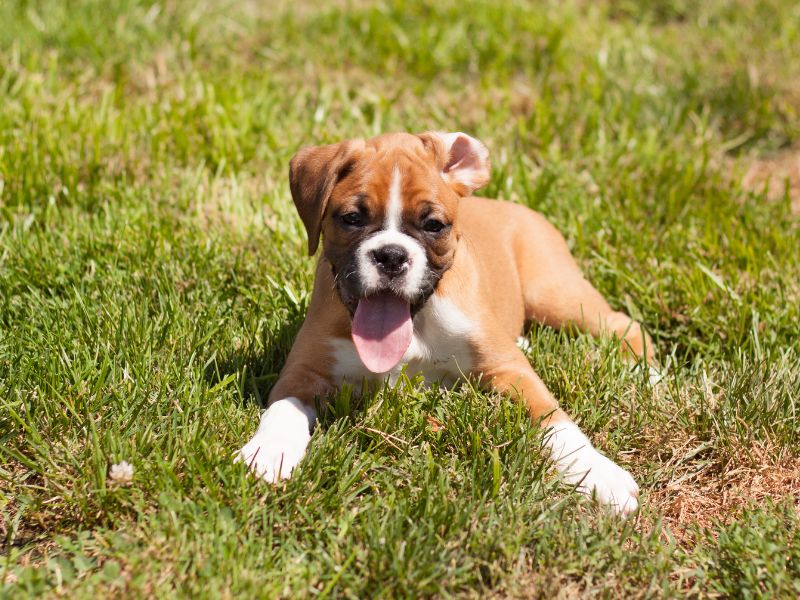 Boxer Puppies on Sale Now in Delhi NCR – Grab the Opportunity!