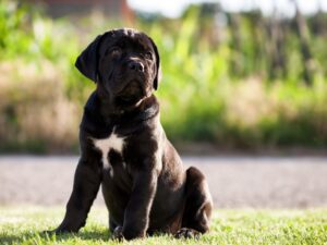 Discover the Best Cane Corso Puppies for Sale in Delhi NCR – Act Fast!