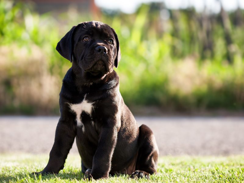Discover the Best Cane Corso Puppies for Sale in Delhi NCR – Act Fast!