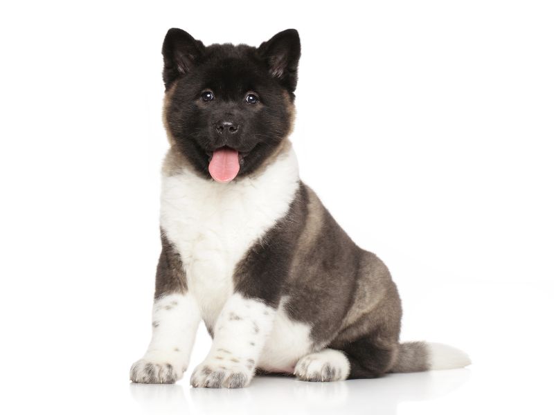 Find Akita Puppies for Sale in Faridabad – Your Perfect Companion Awaits!