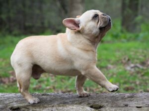 French Bulldog Puppy Training: Tips for a Well-Behaved Companion