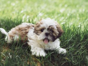 Shih Tzu Puppy Socialization: Building a Confident and Friendly Pet