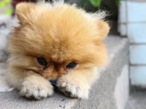 Tiny Joy, Big Love: Welcoming a Toy Pom Puppy Home