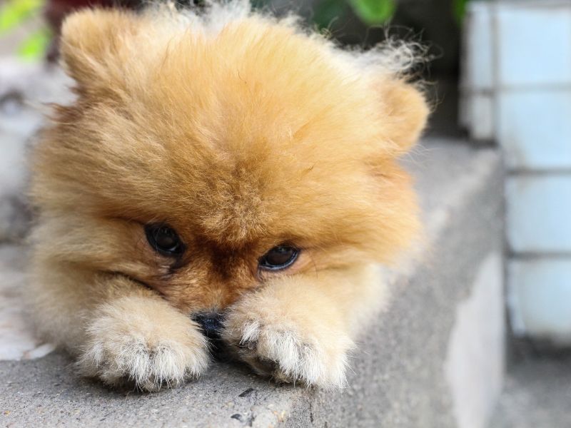Tiny Joy, Big Love: Welcoming a Toy Pom Puppy Home
