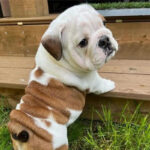 English Bulldog Puppy Thumbnail 4