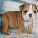 English Bulldog Puppy Thumbnail 3