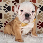 English Bulldog Puppy Thumbnail 2