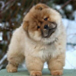 Chow Chow Puppy Thumbnail 3