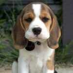 Beagle Puppy Thumbnail 3