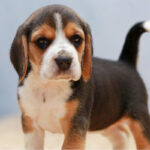 Beagle Puppy Thumbnail 1