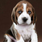 Beagle Puppy Thumbnail 2