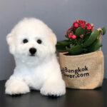 Bichon Frise Puppy Thumbnail 5