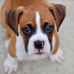 Boxer Puppy Thumbnail 1