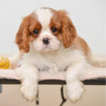Cavalier King Charles Puppy Thumbnail 1