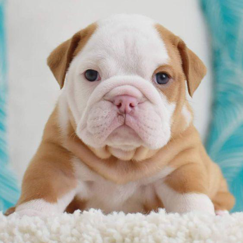 English Bulldog Puppy