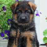German Shepherd Puppy Thumbnail 2