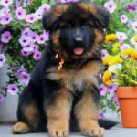 German Shepherd Puppy Thumbnail 3