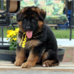 German Shepherd Puppy Thumbnail 4