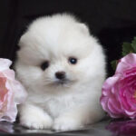 Toy Pom Puppy Thumbnail 4
