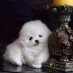 Toy Pom Puppy Thumbnail 3