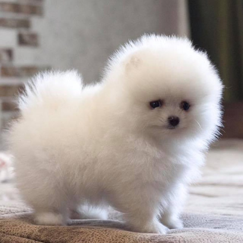 Toy Pom Puppy