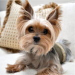 Yorkshire Terrier Puppy Thumbnail 6