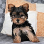 Yorkshire Terrier Puppy Thumbnail 2