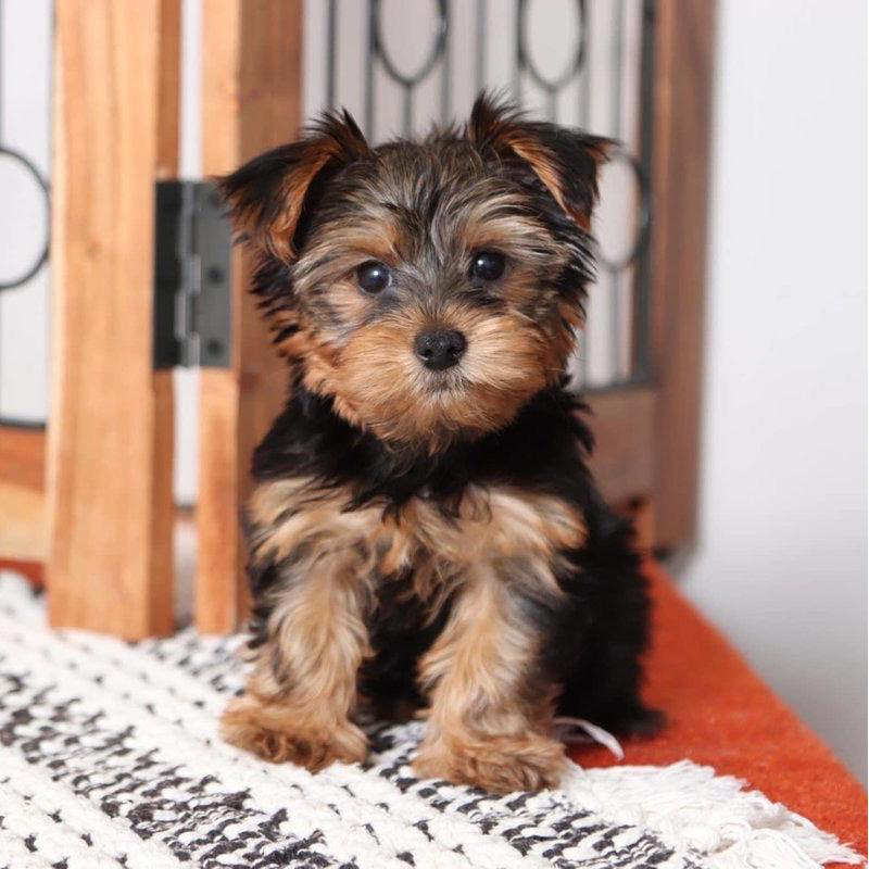 Yorkshire Terrier Puppy